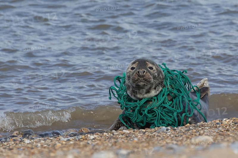 Grey seal (Halichoerus grypus) adult animal resting on a beach with netting wrapped around its body, Norfolk, England, United Kingdom, Europe