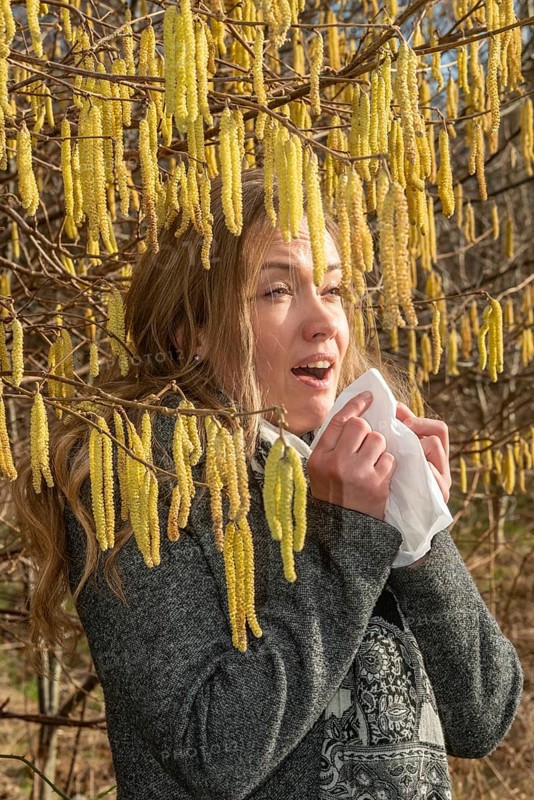 Young Caucasian woman with allergy problem stands by flowering hazel bush and sneezes into a handkerchief in Ystad, Skåne County, Sweden, Scandinavia, Europe