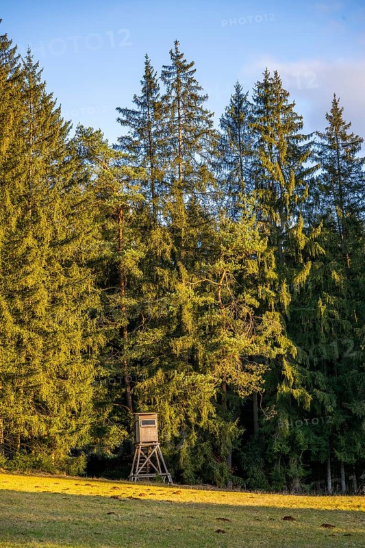Ladscape of an Edge of the forest with a hunting stand, Lengenbach, Deining, Upper Palatinate, Bavaria, Germany, Europe