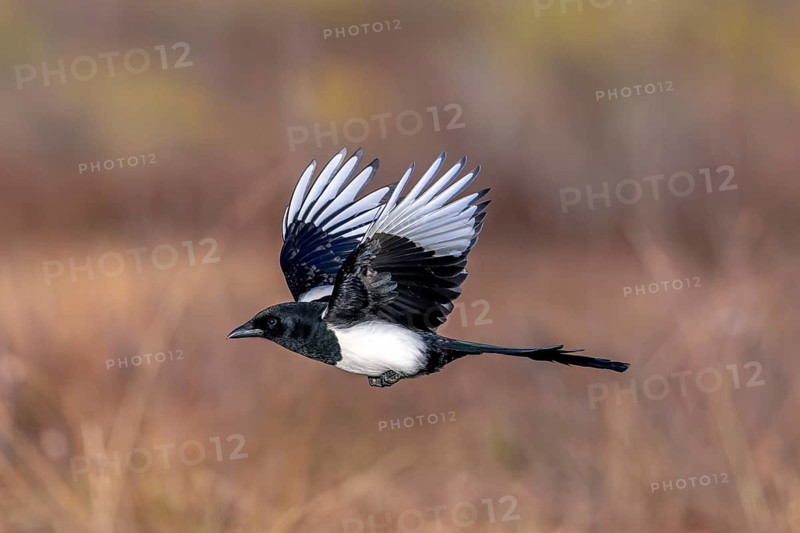 Eurasian magpie, common magpie (Pica pica) in flight
