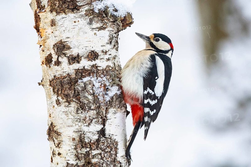 Great spotted woodpecker (Dendrocopus major) ml Germany