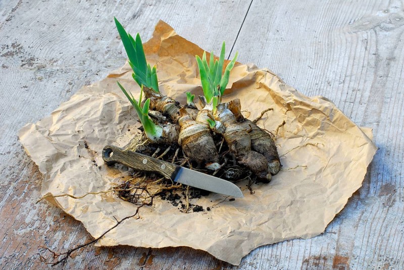 German iris (Iris germanica) rhizome, prepared for division, Bartiris, knife