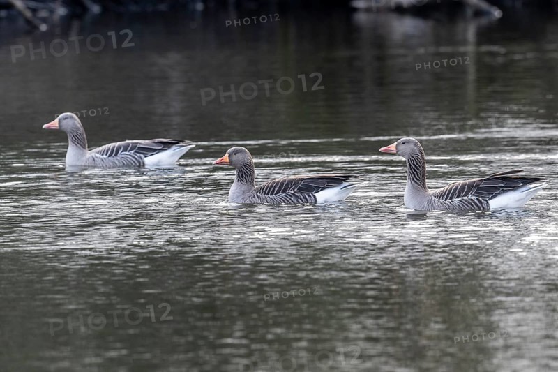 Greylag geese (Anser anser), swimming, Emsland, Lower Saxony, Germany, Europe