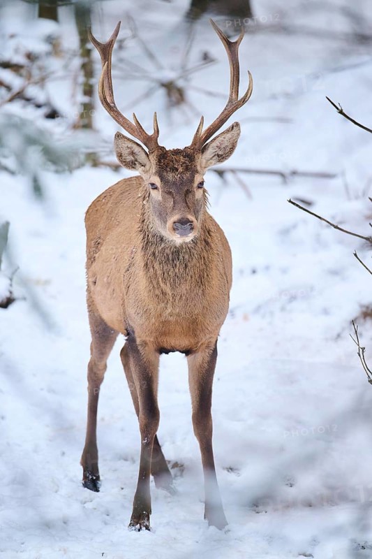 Red deer (Cervus elaphus) stag in a forest in winter, snow, Bavaria, Germany, Europe