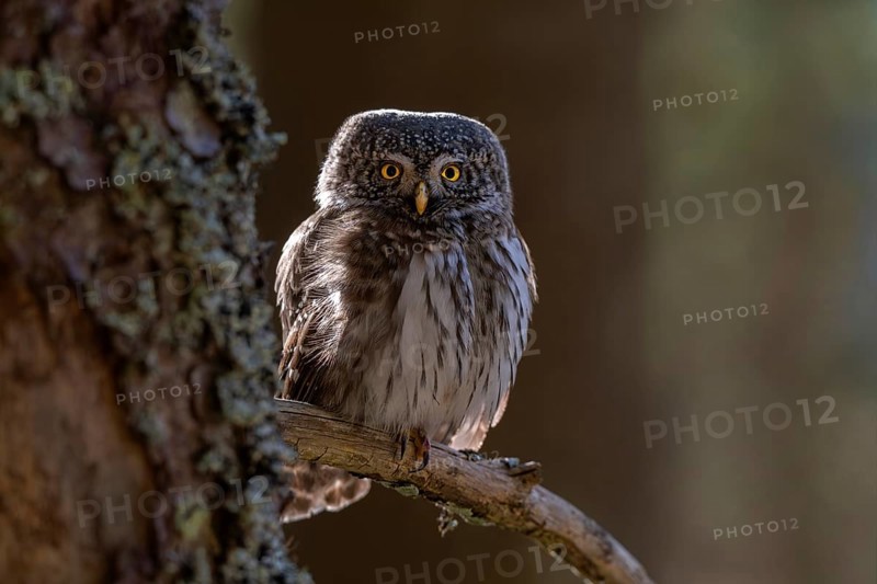 Pygmy Owl (Glaucicium passerinum), sitting on the branch of a tree, Pirchner Ast, Schwaz, Tyrol, Austria, Europe