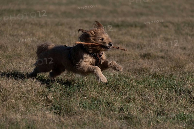 A dog runs happily across a meadow with a stick in its mouth, Germany, Europe