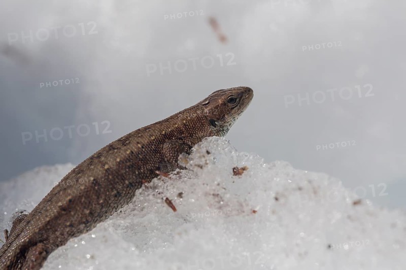 One viviparous lizard, Zootoca vivipara (formerly Lacerta vivipara), resting on snow in early spring