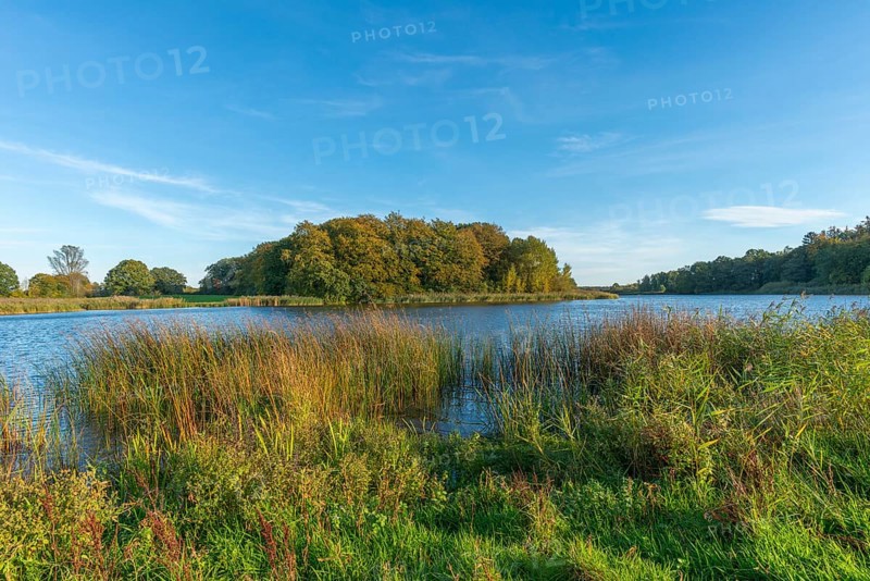 Kasseteich Lake, reed shore, forest, marshy shore, Muxtal municipality, Probstei landscape, sunshine, Schleswig-Holstein, Germany, Europe
