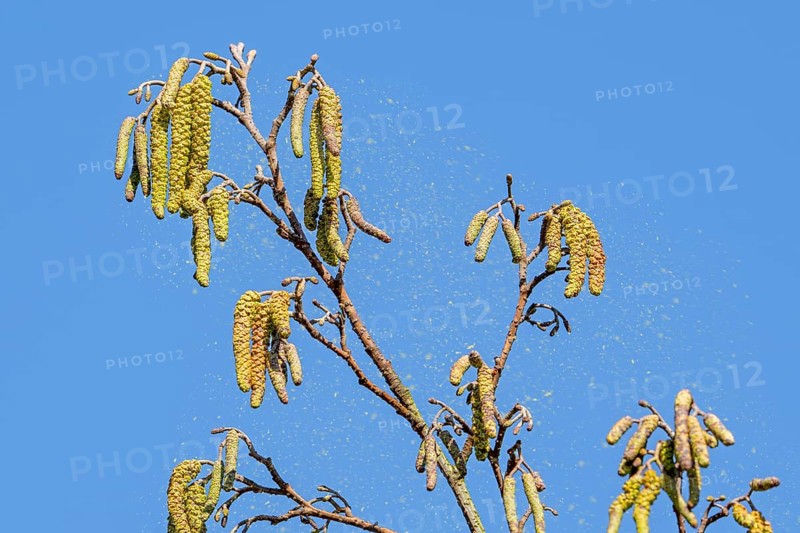 Common alder, European black alder (Alnus glutinosa) close-up of male catkins in late winter, early spring, source of tree pollen allergy. Digital composite