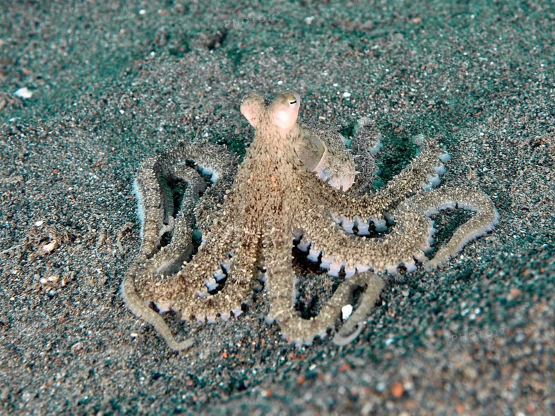 A marbled octopus (Amphioctopus aegina) with outstretched tentacles on sand, dive site Puri Jati, Umeanyar, Bali, Indonesia, Asia