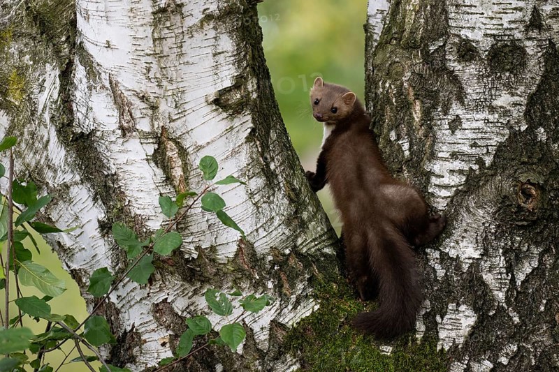 Beech marten (Martes foina), Bitburg, Rhineland-Palatinate, Germany, Europe