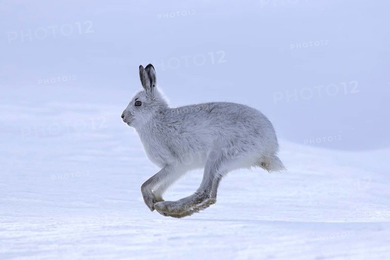 Mountain hare (Lepus timidus), Alpine hare, snow hare in winter pelage running in the snow, Cairngorms National Park, Scotland, UK