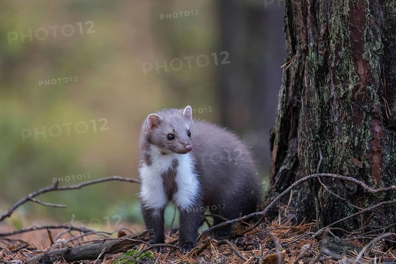 One beech marten (Martes foina) running thru a forest of pines. Trees and undergrowth around