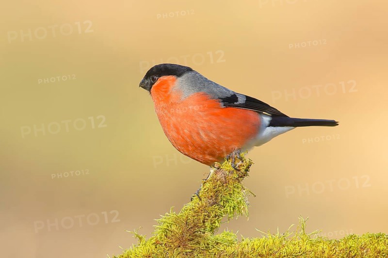 Bullfinch (Pyrrhula pyrrhula), Gimbel, male sitting on mossy branch, wildlife, finches, animals, birds, nature photography, Neunkirchen, Siegerland, North Rhine-Westphalia, Germany, Europe