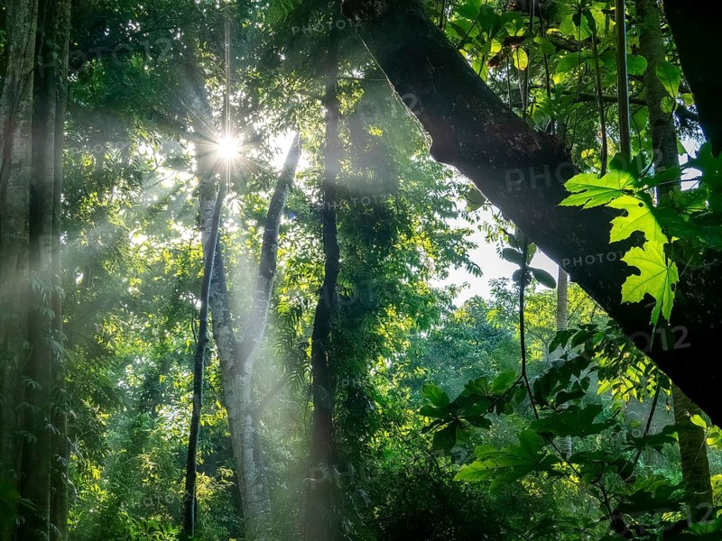 Sunbeams in the tropical forest in the morning mist, jungle, Tangoko National Park, Sulawesi, Indonesia, Asia