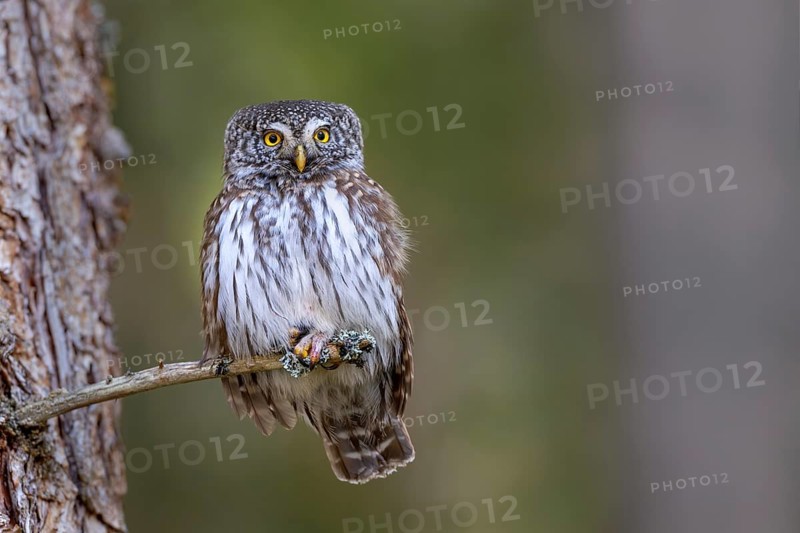 Pygmy Owl (Glaucicium passerinum), sitting on the branch of a tree, Pirchner Ast, Schwaz, Tyrol, Austria, Europe