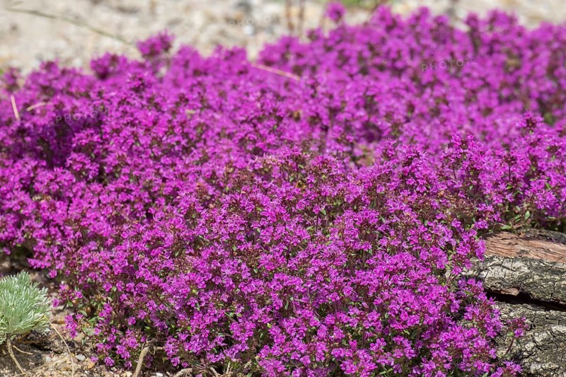 Red sand thyme (Coccineus), Münsterland, North Rhine-Westphalia, Germany, Europe