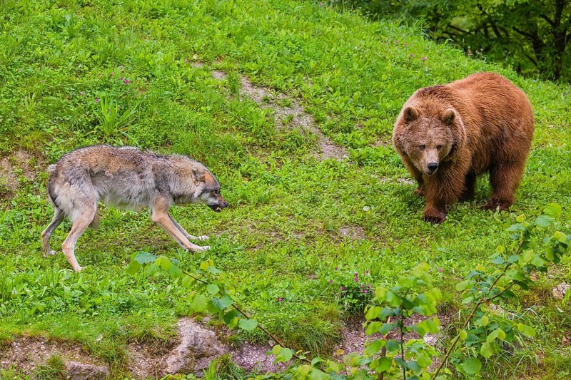 A Eurasian gray wolf (Canis lupus lupus) encounters a European brown bear (Ursus arctos arctos) in a green meadow and shows aggression