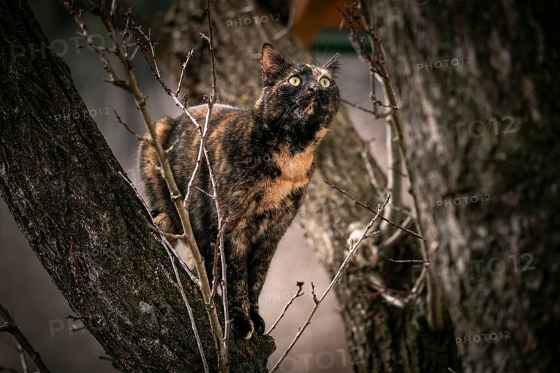 A curious tortoiseshell cat (Felis Catus) climbing a tree, Ternitz, Lower Austria, Austria, Europe