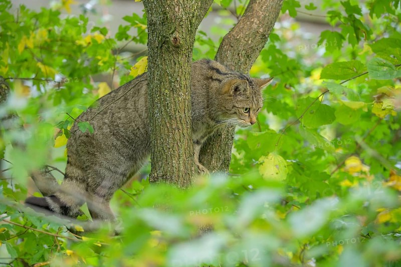 European wildcat or forest cat (Felis silvestris) in the wildcat enclosure at the Thayatal National Park House, Hardegg, Lower Austria, Austria, Europe