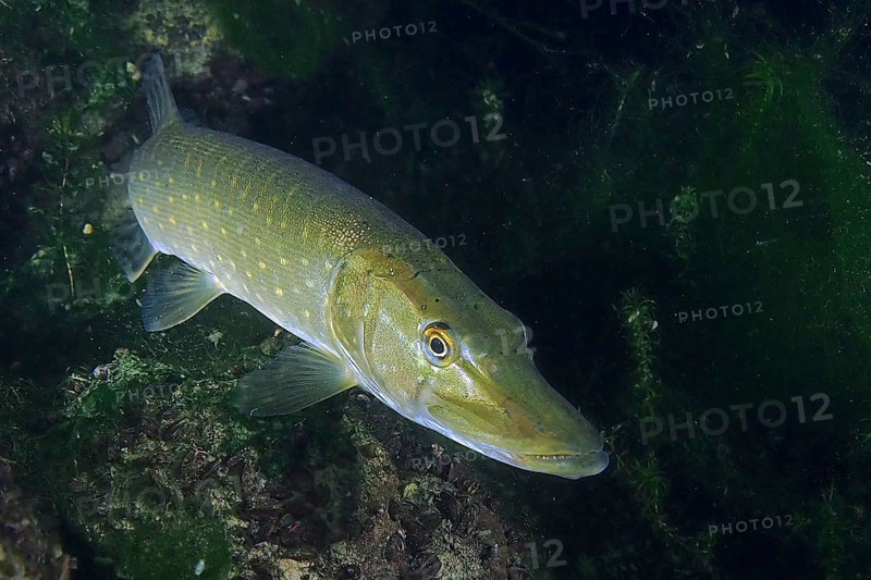 A pike (Esox lucius) swimming in the green, overgrown underwater, dive site Zollbrücke, Rheinau, Rhine, High Rhine, Switzerland, Germany, Europe