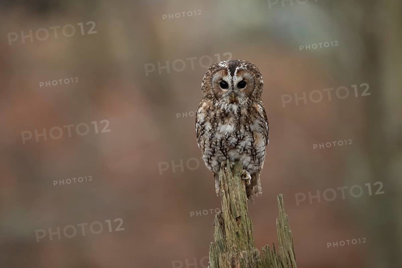 Tawny owl (Strix aluco) adult bird on a tree branch in a woodland in autumn, England, United Kingdom, Europe