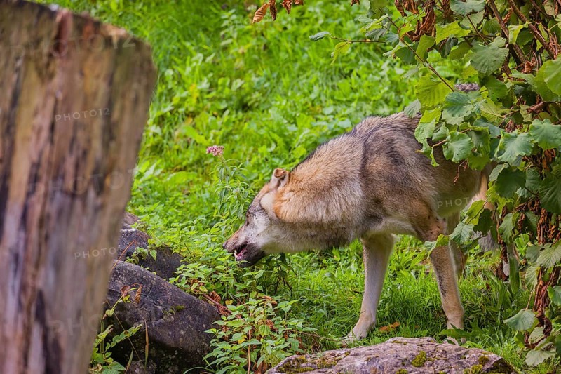 A eurasian gray wolf (Canis lupus lupus) stands on hilly terrain between a dead tree and a bush, eating grass