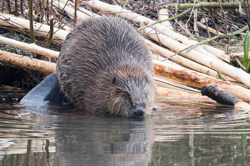 A beaver (Castor fibre) shortly in front of diving into the water, Hesse, Germany, Europe