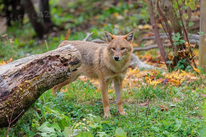 A golden jackal (Canis aureus) stands behind a rotting tree lying on the ground between bushes and rocks at the edge of the forest