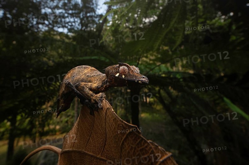 Satanic leaf-tailed gecko (Uroplatus phantsticus) in the rainforests of the Voimma Community Pars in eastern Madagascar
