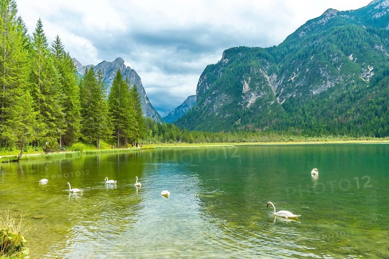 Scenic emerald green lake dobbiaco, surrounded by majestic mountains and lush pine forests, features elegant swans gliding through crystal clear waters in the dolomites
