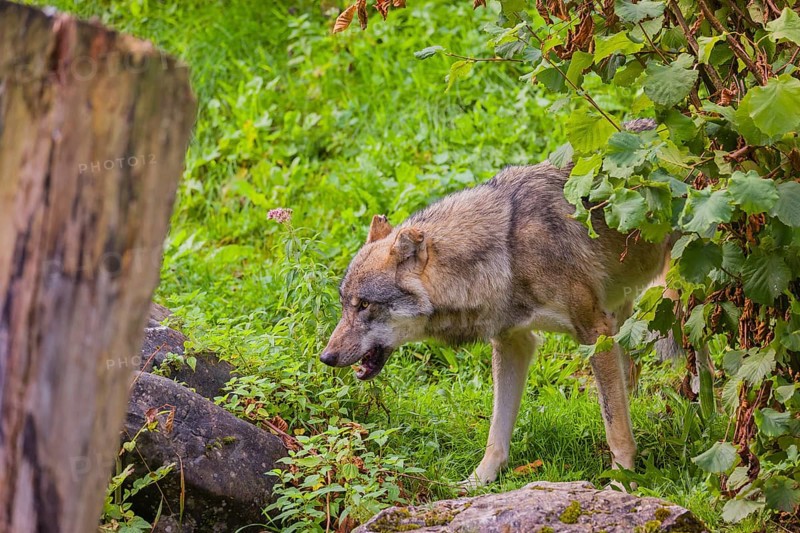 A eurasian gray wolf (Canis lupus lupus) stands on hilly terrain between a dead tree and a bush, eating grass