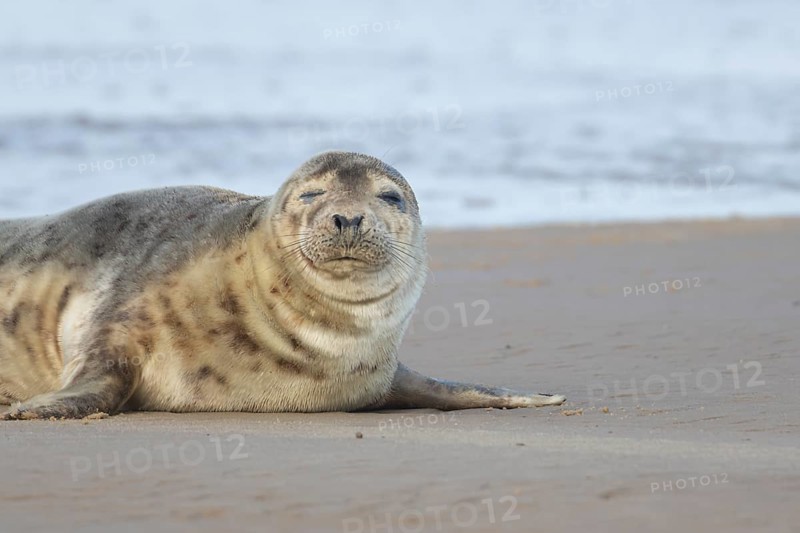 Common seal (Phoca vitulina) adult animal sleeping on a beach, Norfolk, England, United Kingdom, Europe