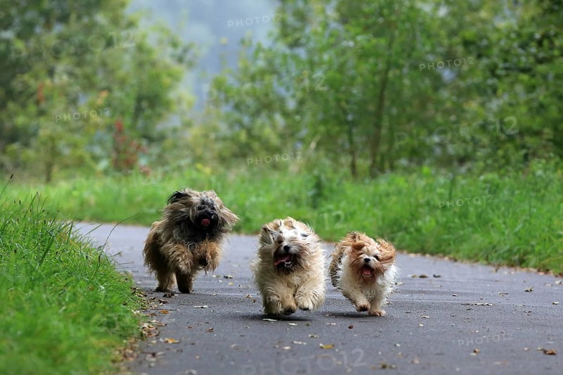 Lhasa Apso, Lhasa terrier, lion dog, Tibet, playing, running