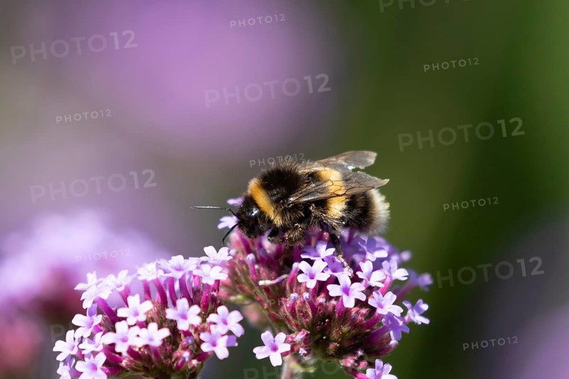 Buff tailed bumblebee (Bombus terrestris) adult bee on a garden Verbena purple flower, England, United Kingdom, Europe
