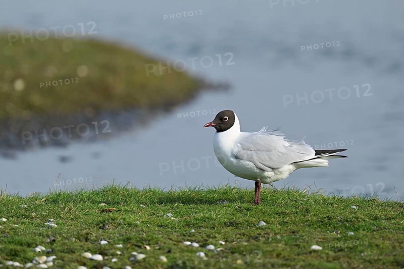 Black-headed Black-headed Gull (Chroicocephalus ridibundus, syn.: Larus ridibundus), Texel, West Frisian Islands, province of North Holland, Netherlands