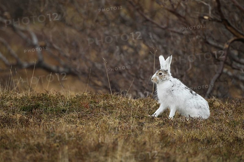 Mountain hare (Lepus timidus) in white winter fur in the tundra, Lapland, Northern Norway, Norway, Scandinavia, Europe