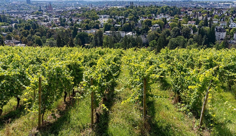 View of vineyards and villas from the Neroberg, Wiesbaden, Hesse, Germany, Europe