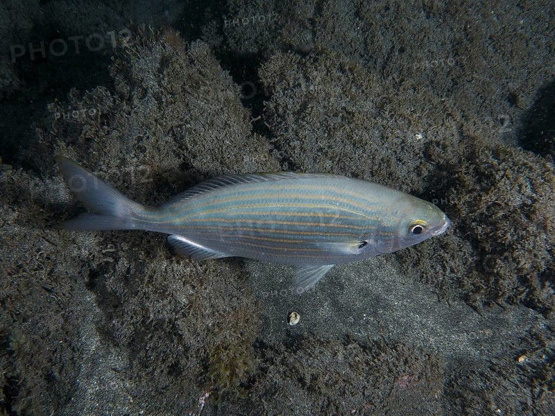 Salema porgy (Sarpa salpa) swims over lava sand in the sea at night. Dive site Playa, Los Cristianos, Tenerife, Canary Islands, Spain, Europe