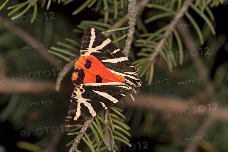 Moth jersey tiger (Euplagia quadripunctaria), Valais, Switzerland, Europe