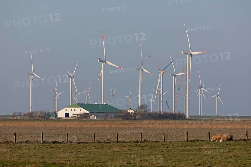 Farm, wind farm, wind power plants, sheep, Reußenköge, North Frisia, Schleswig-Holstein, Germany, Europe