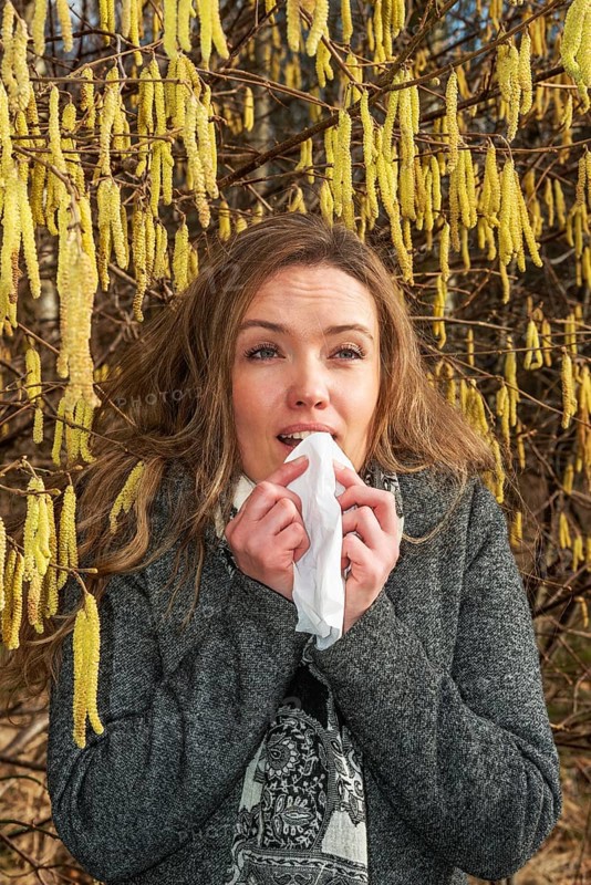 Young Caucasian woman with allergy problem stands by flowering hazel bush and sneezes into a handkerchief in Ystad, Skåne County, Sweden, Scandinavia, Europe
