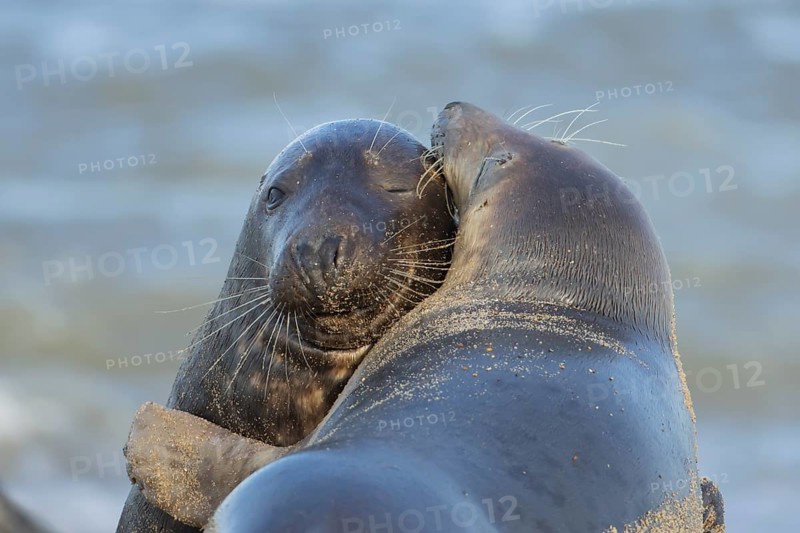 Grey seal (Halichoerus grypus) two adult animals in a loving embrace on a beach, Norfolk, England, United Kingdom, Europe