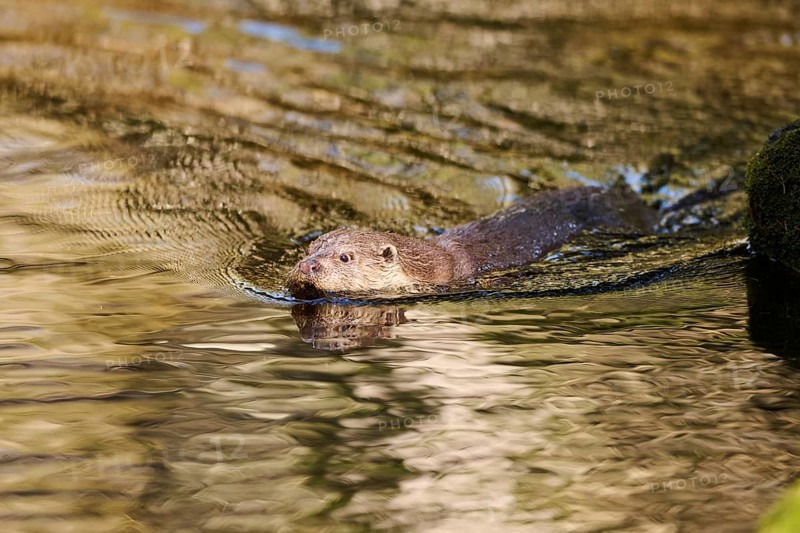 Eurasian otter (Lutra lutra) swimming in a lake in the bavarian forest, Bavaria, Germany, Europe