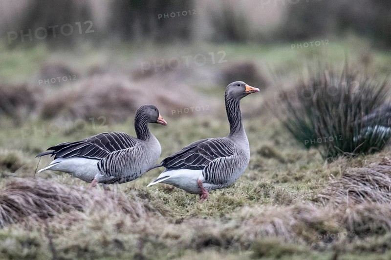 Greylag geese (Anser anser), Amrum, Schleswig-Holstein, Germany, Europe