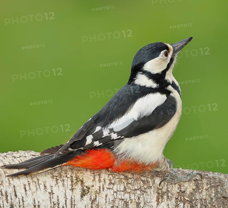 Great spotted woodpecker (Dendrocopos major) female sitting on a birch trunk, Animals, Birds, Woodpeckers, Wilnsdorf, North Rhine-Westphalia, Germany, Europe