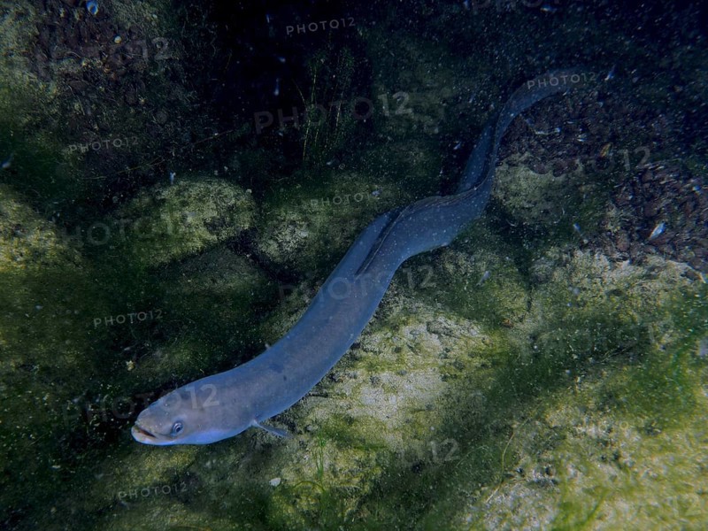 Snake-like European eel (Anguilla anguilla) in the water, hidden between stones and algae. Dive site Klosterinsel, Rheinau, Canton Zurich, Rhine, High Rhine, Switzerland, Germany, Europe