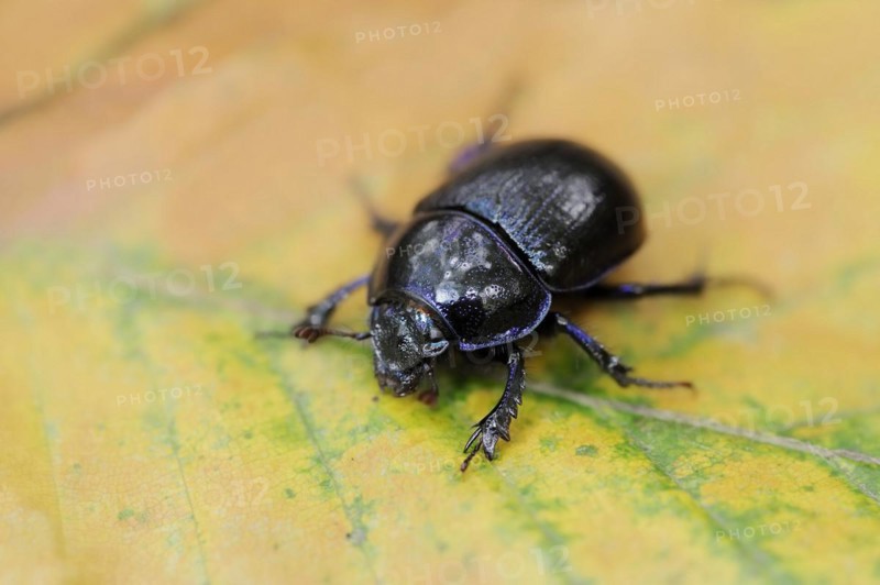 Common dung beetle or horse beetle (Geotrupes stercorarius), North Rhine-Westphalia, Germany, Europe