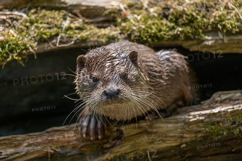 European otter (Lutra lutra) looking out of a hollow tree trunk, captive, Germany, Europe