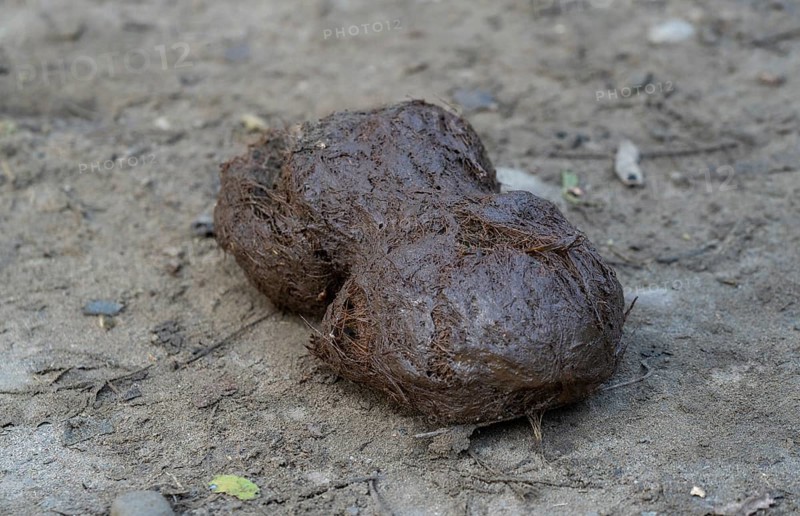 Elephant dung or poop spread on road